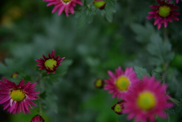 pink fluffy daisies, chrysanthemum flowers on a green background Beautiful pink chrysanthemums close-up in aster Astra tall perennial, new english texture gradient purple flower