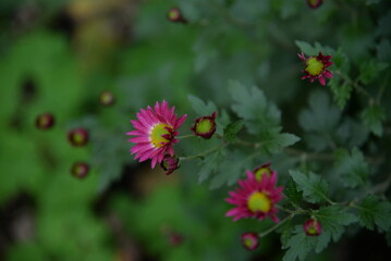pink fluffy daisies, chrysanthemum flowers on a green background Beautiful pink chrysanthemums close-up in aster Astra tall perennial, new english texture gradient purple flower