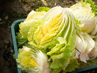 Pickled Korean cabbage, trimmed Korean cabbage