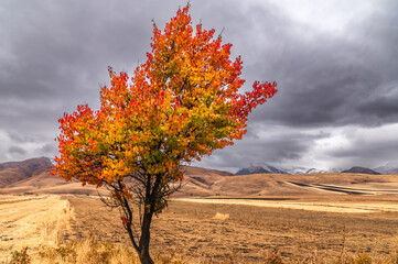 Bright colorful autumn tree against a gray cloudy sky.