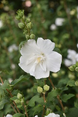 Hibiscus blanc au jardin