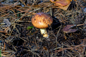Honey mushroom with brown hat growing in a forest