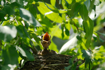 newborn bird hatchling in the nest