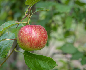Malus domestica 'Royal Gala'. Single apple on tree branch against  green background - Selective focus with shallow deph on field
