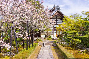 Kyoto, Japan cherry blossom spring blooming sakura flowers pink trees in garden park of Arashiyama and temple building with Japanese garden