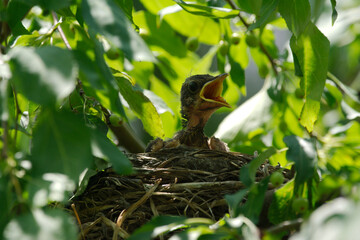 newborn bird hatchling in the nest