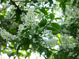 Fototapeta na wymiar bird cherry blossoms in May, white inflorescences on the branches