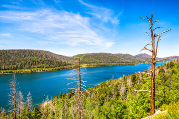High angle view on Navajo lake, Kane county Utah water reservoire with pine spruce forest in summer by Duck Creek village with bare dry dead trees - obrazy, fototapety, plakaty