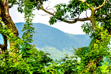 Framing view of Shenandoah Blue Ridge appalachian mountains on skyline drive overlook with yellow poplar tree leaves branches in foreground - obrazy, fototapety, plakaty