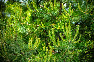 Young green evergreen coniferous spruce pine tree branches with needles in Virginia Shenandoah national park closeup