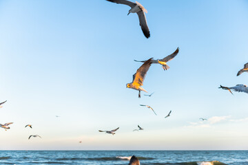 Fototapeta na wymiar Flock of seagulls birds fighting flying at Myrtle Beach, South Carolina city by Atlantic ocean water, swarming in flight in sky