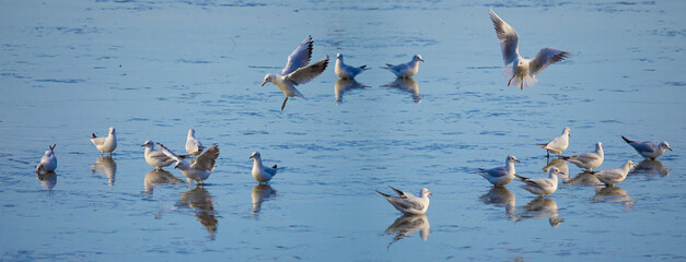 Black-headed Gull - Chroicocephalus ridibundus on a pond - catching fish after fishing pond