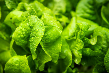 Macro closeup of heirloom buttercrunch green lettuce plant growing in soil in spring or summer with...