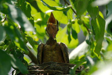 newborn bird hatchling in the nest