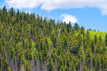 Fototapeta na wymiar Santa Fe National park Sangre de Cristo mountains peak summit with green aspen spruce pine trees forest in summer with sky, clouds casting shadow