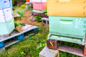 Farm garden closeup of colorful green boxes of honey bee hives with many insects flying on wood...