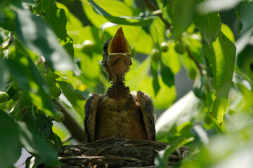 newborn bird hatchling in the nest