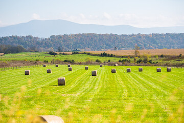 Elkton, Virginia with hay roll bales on rural countryside field in Shenandoah Valley with Blue...