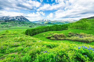 Wide angle view of Mount Crested Butte, Colorado ski resort town in summer with lush green grass by...
