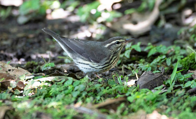 Northern Waterthrush (Parkesia noveboracensis) looking for insects in the forest ground