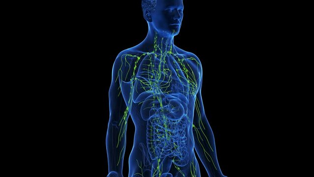 3d rendered medical animation of the human lymphatic system