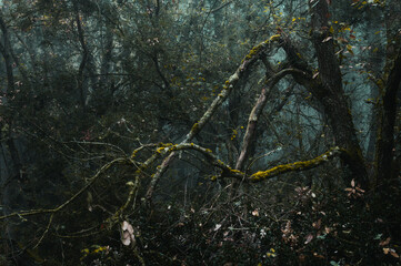 Branches inside the forest, Erriberabeitia, Araba - Alava, Basque Country.
