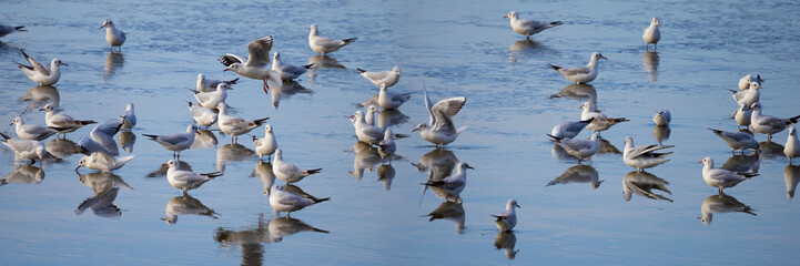 Black-headed Gull - Chroicocephalus ridibundus on a pond - catching fish after fishing pond