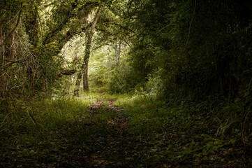 Path runs through the interior of the forest, Araba - Alava, Basque Country.