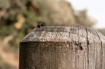Ant on a wooden poster.  © Asier