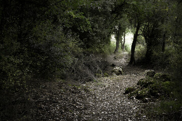 Path runs through the interior of the forest, Araba - Alava, Basque Country.