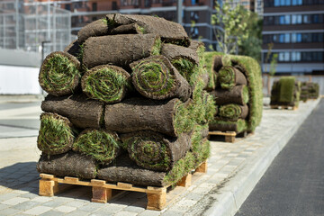 A lawn with rolled grass in close-up is ready for laying, a rolled lawn on a pallet.