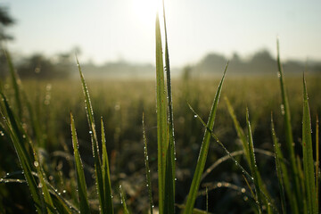 grass in the morning