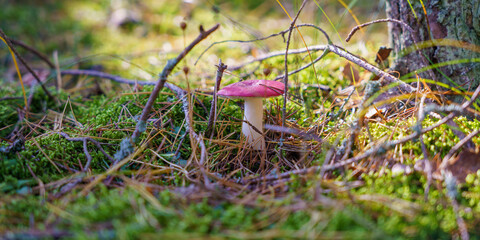 Mushrooms among the grass in the autumn forest on a sunny day