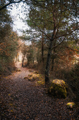 Path runs through the interior of the forest, Araba - Alava, Basque Country.
