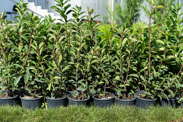 Ornamental trees or bushes in pots are ready for planting on the territory of the house.