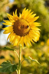 Fototapeta premium Vertical focus shot of a bee on sunflower in the field with blur background