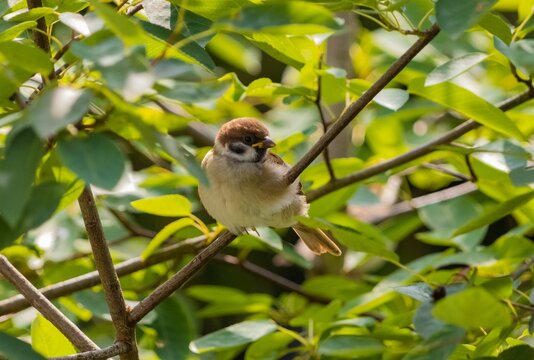 Closeup shot of Eurasian tree sparrow bied preching on tree twig with sunny leaves