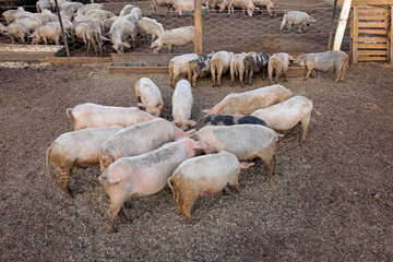 Pigs feeding in pens on a rural pig farm of rural Namibia.