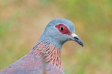 Close-up portrait of a rock pigeon (Columba guinea), South Africa.