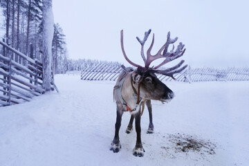 deer farm on sunny winter day, Lapland, Northern Finland, Lapinkyla resort, traditionally tourism,...
