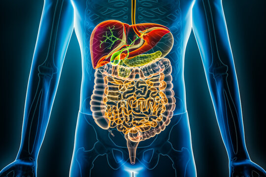 Human digestive system x-ray. Organs of the gastrointestinal tract 3D rendering illustration. Anatomy, medical, biology, science, healthcare concepts.