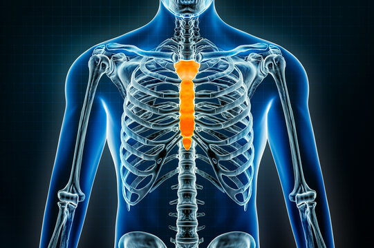 Sternum or breastbone and manubrium bones x-ray. Osteology of the human skeleton 3D rendering illustration. Anatomy, medical, science, biology, healthcare concepts.