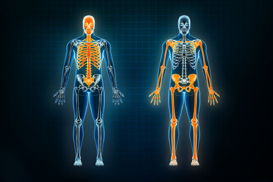 Axial And Appendicular Skeleton System Biology Diagrams