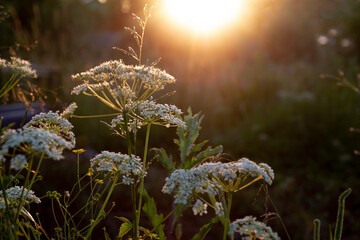 Selective focus on some herbs in the rays of the sun. Meadow summer grasses at dawn, sunset.