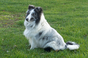 Sheltie dog sitting in the grass - 542030528