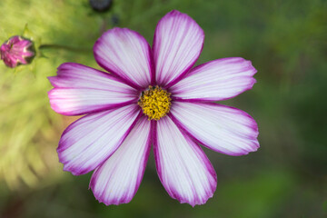 Cosmos flower in the garden - 542030724