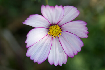 Cosmos flower in the garden - 542030744