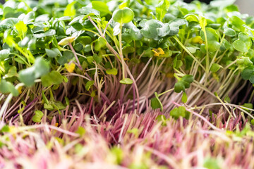 Microgreens