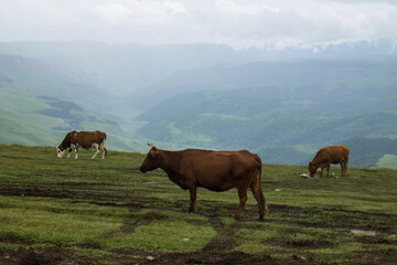 Fototapeta na wymiar A herd of cows grazing in a meadow among mountains and hills blurred in the morning haze in Karachay-Cherkessia in the North Caucasus at claudy summer day