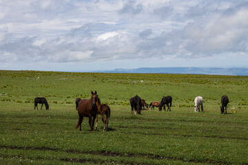 Fototapeta na wymiar A herd of horses grazing on a wide green meadow against the background of a dramatic cloudy sky on a sunny summer day in Karachay-Cherkessia in the North Caucasus and a space for copying